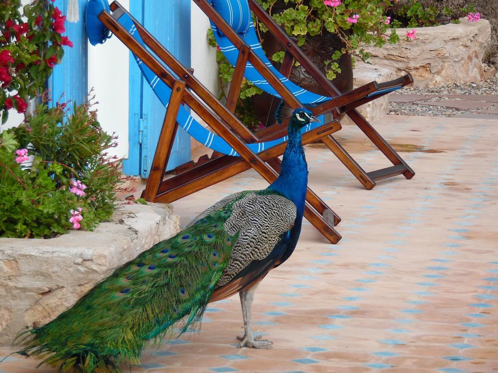 Villa Daba Ghazoua Bagian luar foto